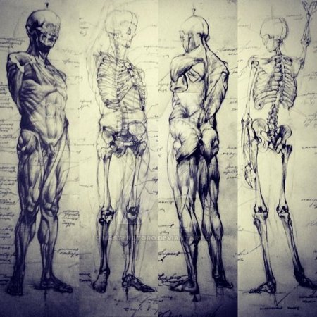 Баммес анатомия тигра