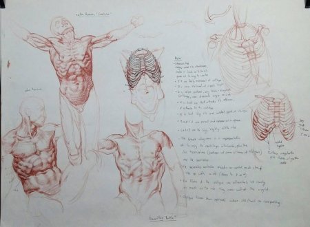 Фурри анатомия ноги референс