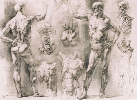 Экорше рисунок Академия художеств