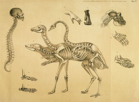 Лев референс анатомия