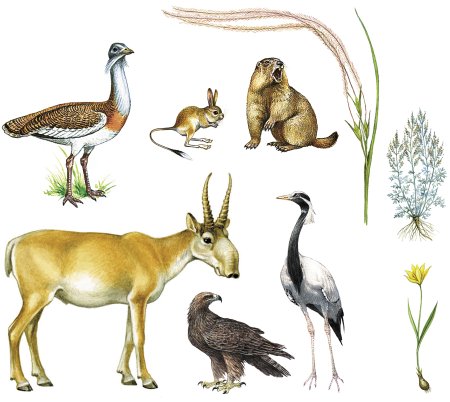 Животные степи для детей