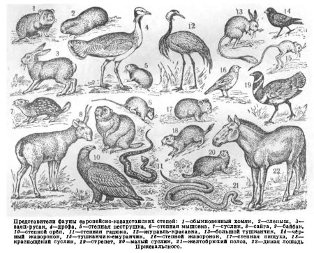 Степь и ее обитатели