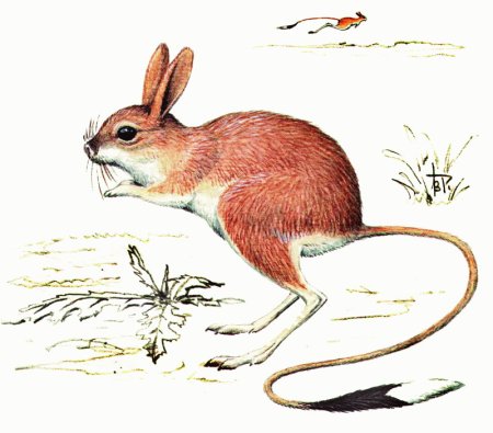 Степной хорь рисунок