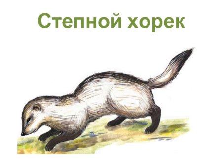 Животные степи для детей