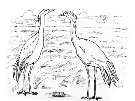 Рисунок Сайгак в степи