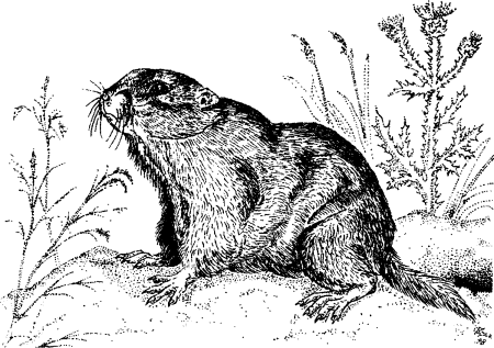 Степь рисунок карандашом