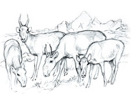 Сурикат раскраска для детей