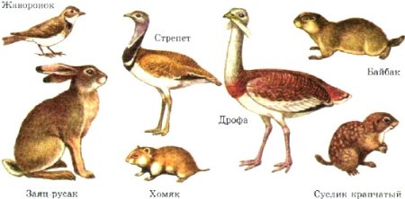 Сурок Байбак рисунок