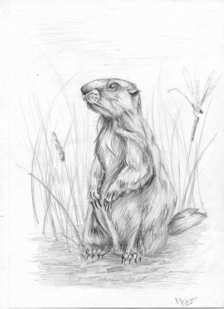 Раскраска пустыня для детей