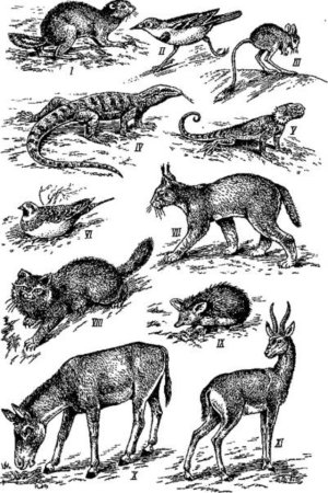 Степь рисунок карандашом