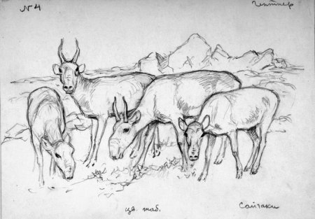 Степь растения и животные рисунок