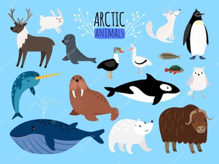 Животные Арктики Arctic animals
