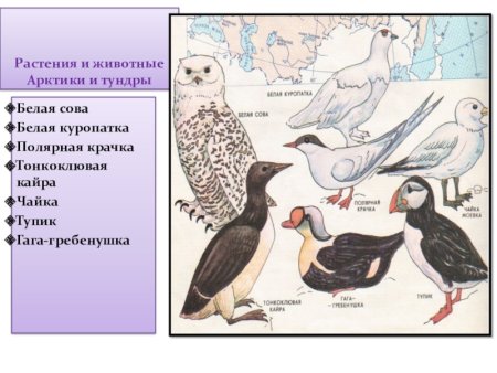 Животные и растения Арктики
