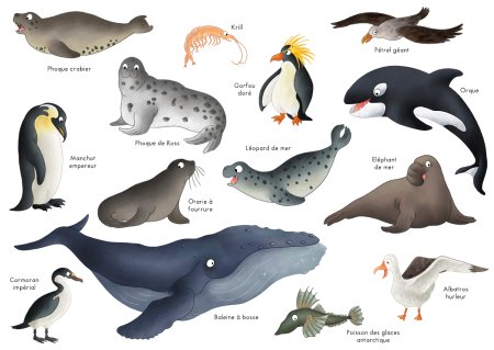Животные Антарктики для дошкольников