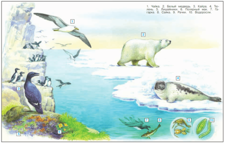 Проект зона арктических пустынь 4 класс окружающий мир. Плешаков