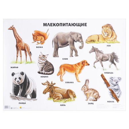 Млекопитающие животные