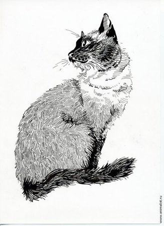 Рисование тушью животных