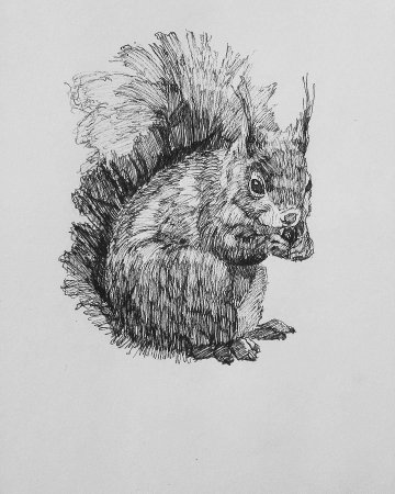 Графические зарисовки животных