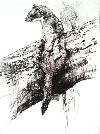 Зарисовки животных тушью