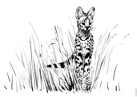 Сервал кошка