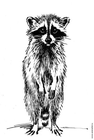 Зарисовки животных тушью