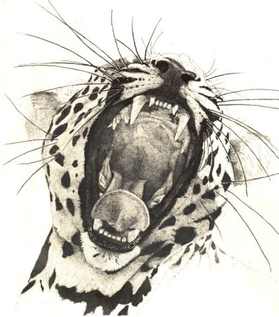 Гепард в графике