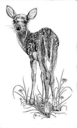 Животные тушью и пером