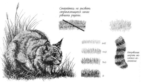 Рисунки штрихами животные