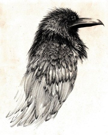 Птицы нарисованные тушью