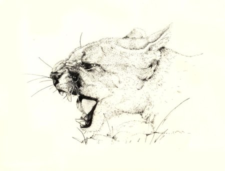 Зарисовки животных в графике