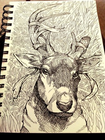 Зарисовки тушью олень