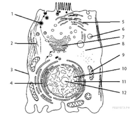 Строение растительной клетки ЕГЭ рисунок