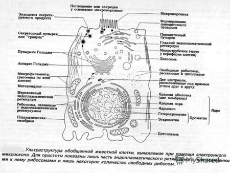 Строение эукариотической клетки клетки растения