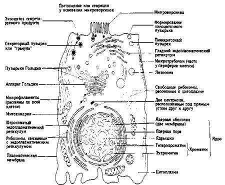 Строение растительной клетки ЕГЭ биология