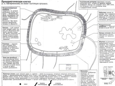 Органоиды прокариотической клетки
