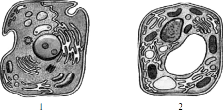 Органоиды клетки ЕГЭ по биологии