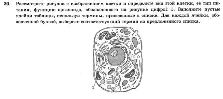 Органоиды клетки рисунки ЕГЭ биология