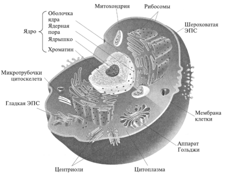 Схема ядра эукариотической клетки