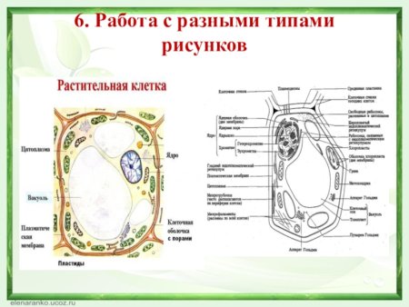 Схема строения растительной клетки ЕГЭ биология