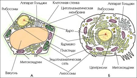 Строение эукариотических клеток ЕГЭ