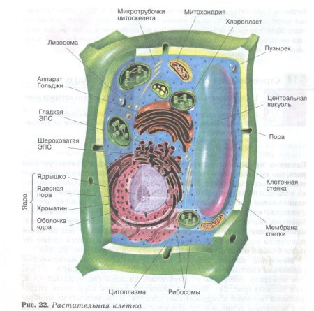 Строение растительной клетки 10 класс