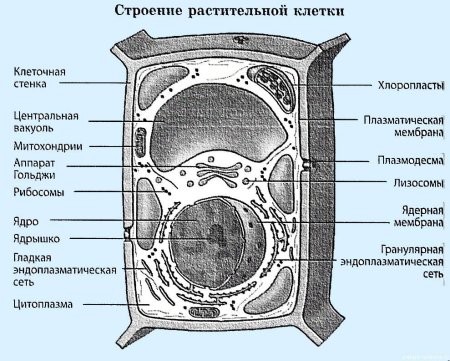 Рисунок основные части растительной клетки