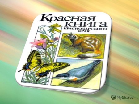 Редкие растения и животные рисунки