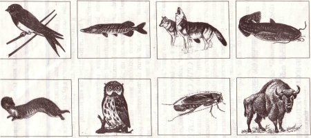 Рисунки животных Краснодарского края