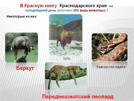 Животные из красной книги рисовать снежный Барс