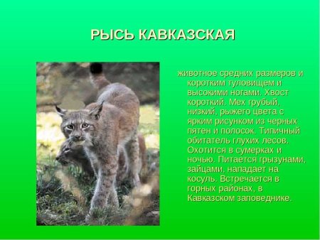 Рисунок краснокнижного животного