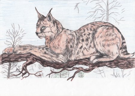 Рисунки редких животных