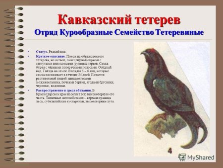 Красная книга раскраска для детей