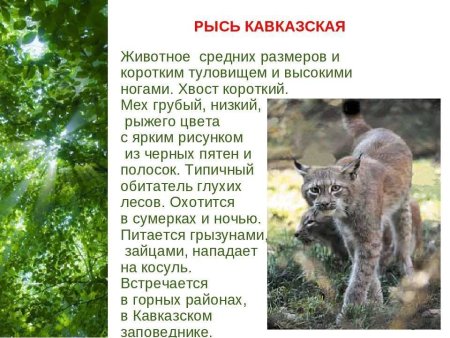 Животные занесенные в красную книгу Кубани