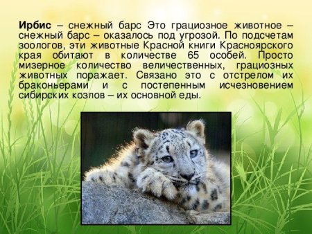 Рысь красная книга Краснодарского края